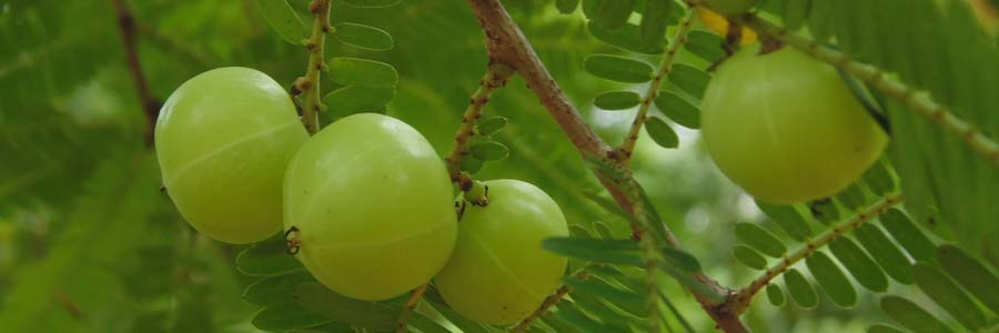 amla tree – amla ornamental plant
