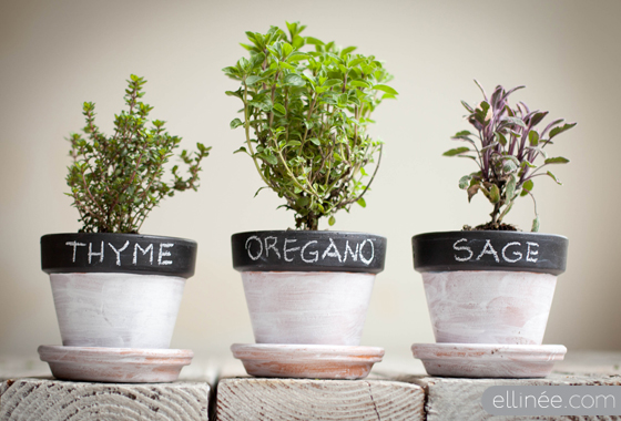 Thryme Oregano Sage in pots with base