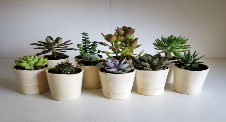 succulents in ceramic pots – ceramic flower pots 